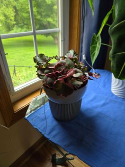 Begonia