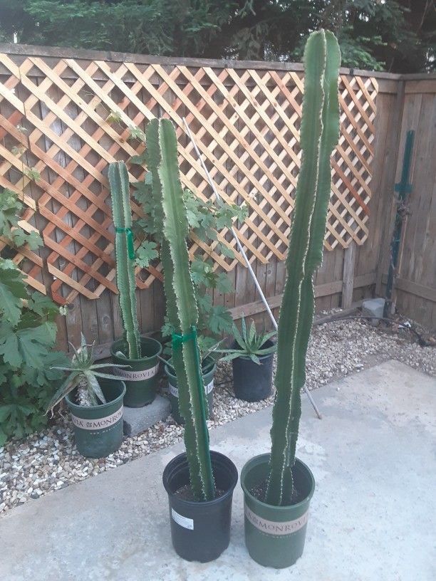 Large Cactus