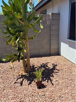 Cactus plant