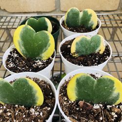 🪴🪴VARIEGATED HOYA KERRII 🪴🪴