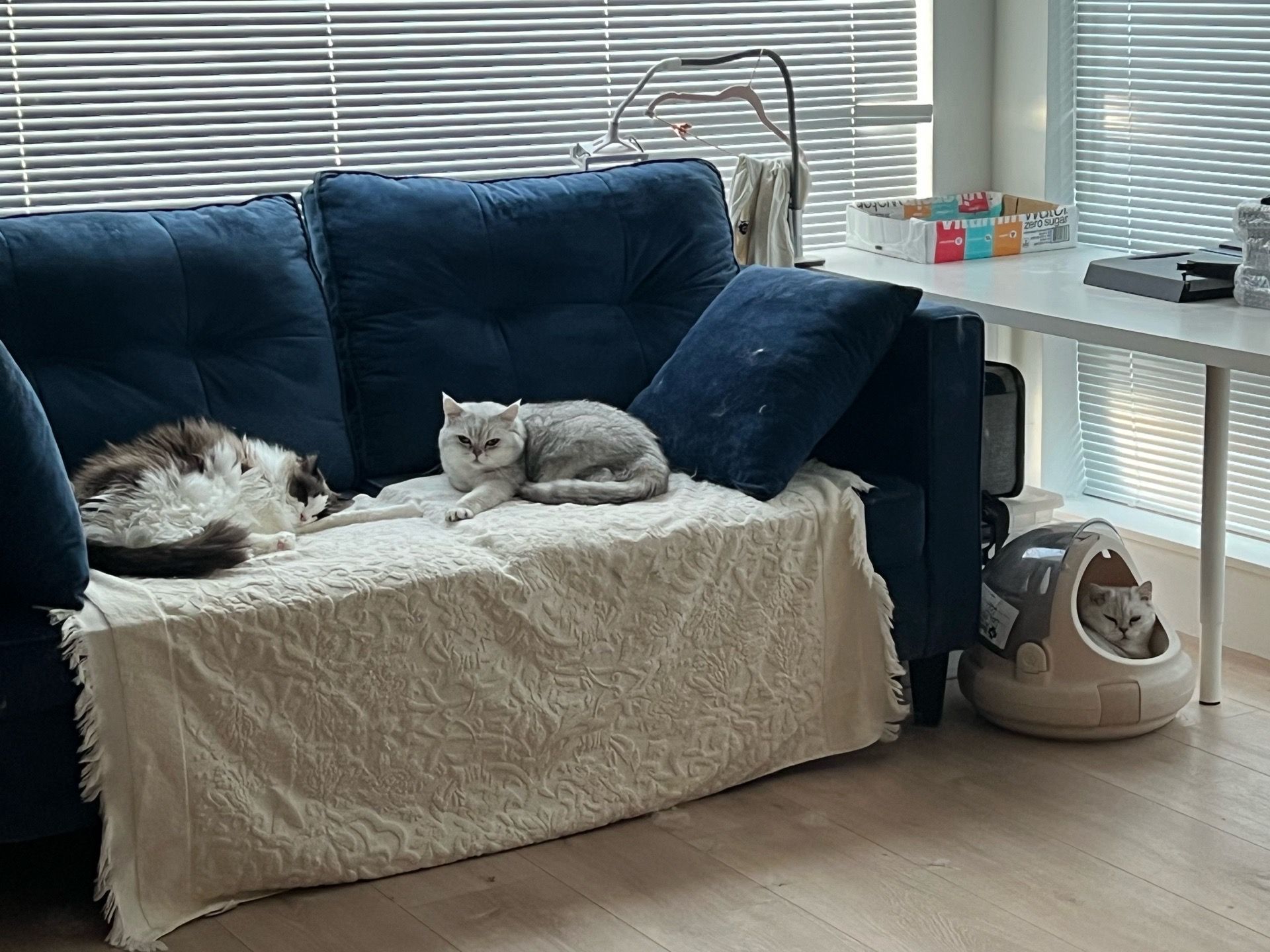 Blue couch