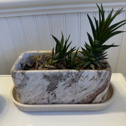 🌵 Small Succulent Planter