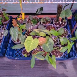 Plants. Tray Number 1 Has 20 Plants