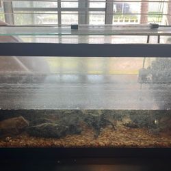 20 gallon fish tank with Red Devel 5in
