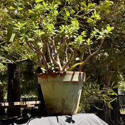 Medium Jade Plant Distressed Ceramic Pot