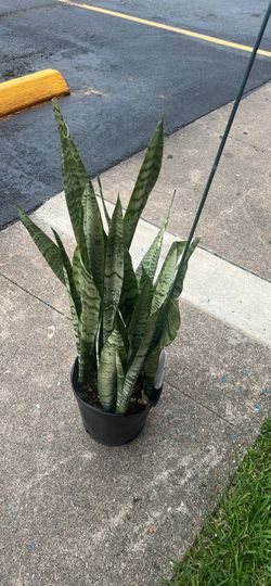Snake plant