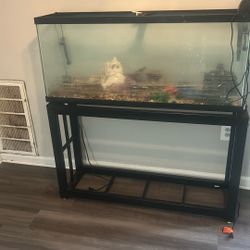 Fish Tank 