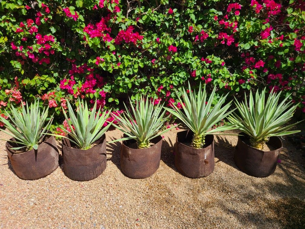 Large Caribbean Varigated Agave Plants