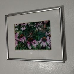 RED ADMIRAL BUTTERFLY - SIGNED - FRAMED PHOTOGRAPHY 10"×8"
