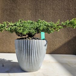 Old Juniper Nana Bonsai Tree