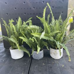 3 Boston Ferns Plants For $10