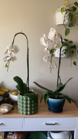 Beautiful Orchids 😍