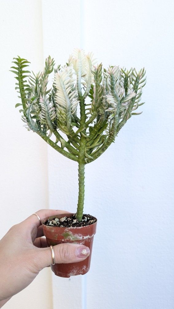 Devil's Backbone Variegated Plant 2" Pot - Indoor House Plants