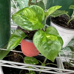 Brazilian Pothos Live Plant 🪴 