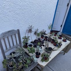 🌵🪴PLANTS FOR SALE! OVER 30 PLANTS! 🌱🪻