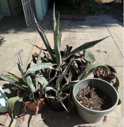 4 large succulents + planter