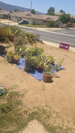 Free plant & succulents