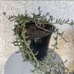 1.5 Gallon Pot Hanging Trailing Succulent Plant - Dendrophorbium Peregrinum - String of Dolphins - Established Plant - Drought Resistant 🪴