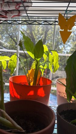 Indoor plants $12 each