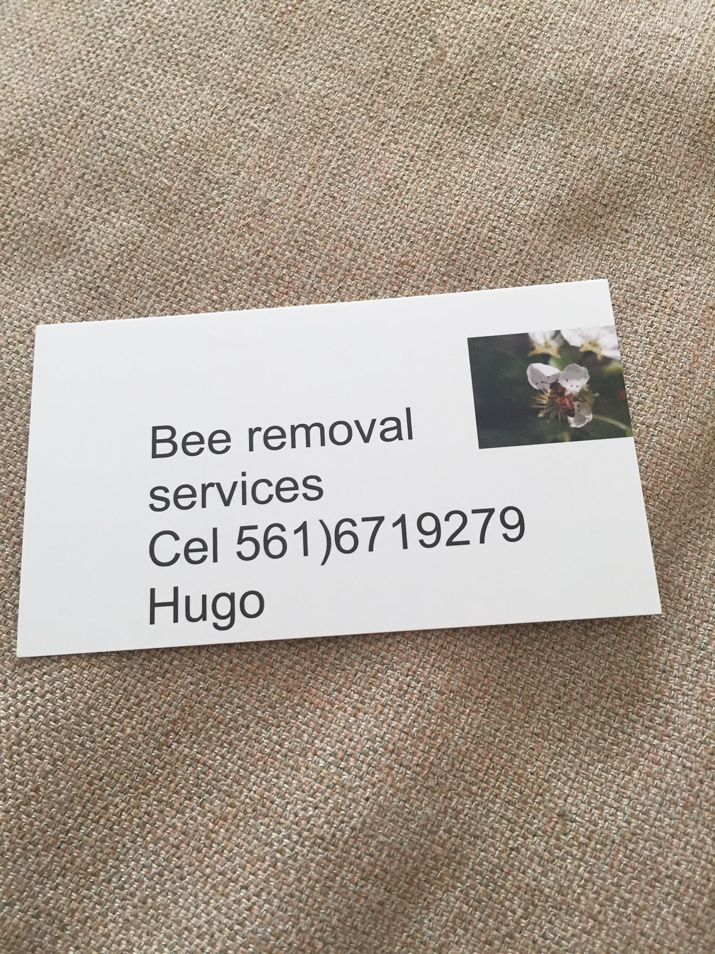 Bee removal 🐝🐝