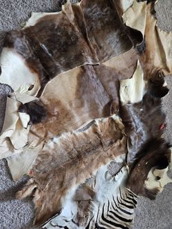 African skin Taxidermy
