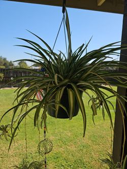 Hanging plant
