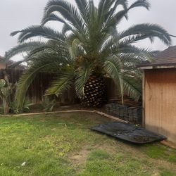 Free Palm Just Come Dig It Our