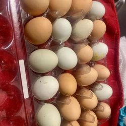 Farm fresh eggs  $5 doz