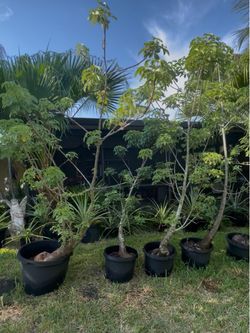 Baobab saplings for sale