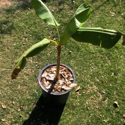 Adult Banana Tree (15gallon)