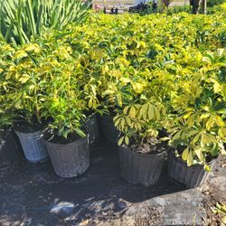 ARBICOLAS PLANTS 3GALLONS 