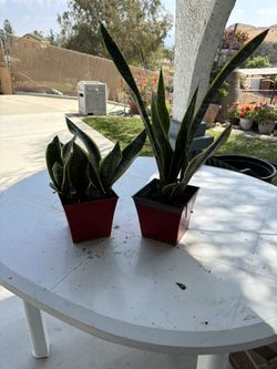 2 Snake Plants- Dwarf And Regular $10 Each