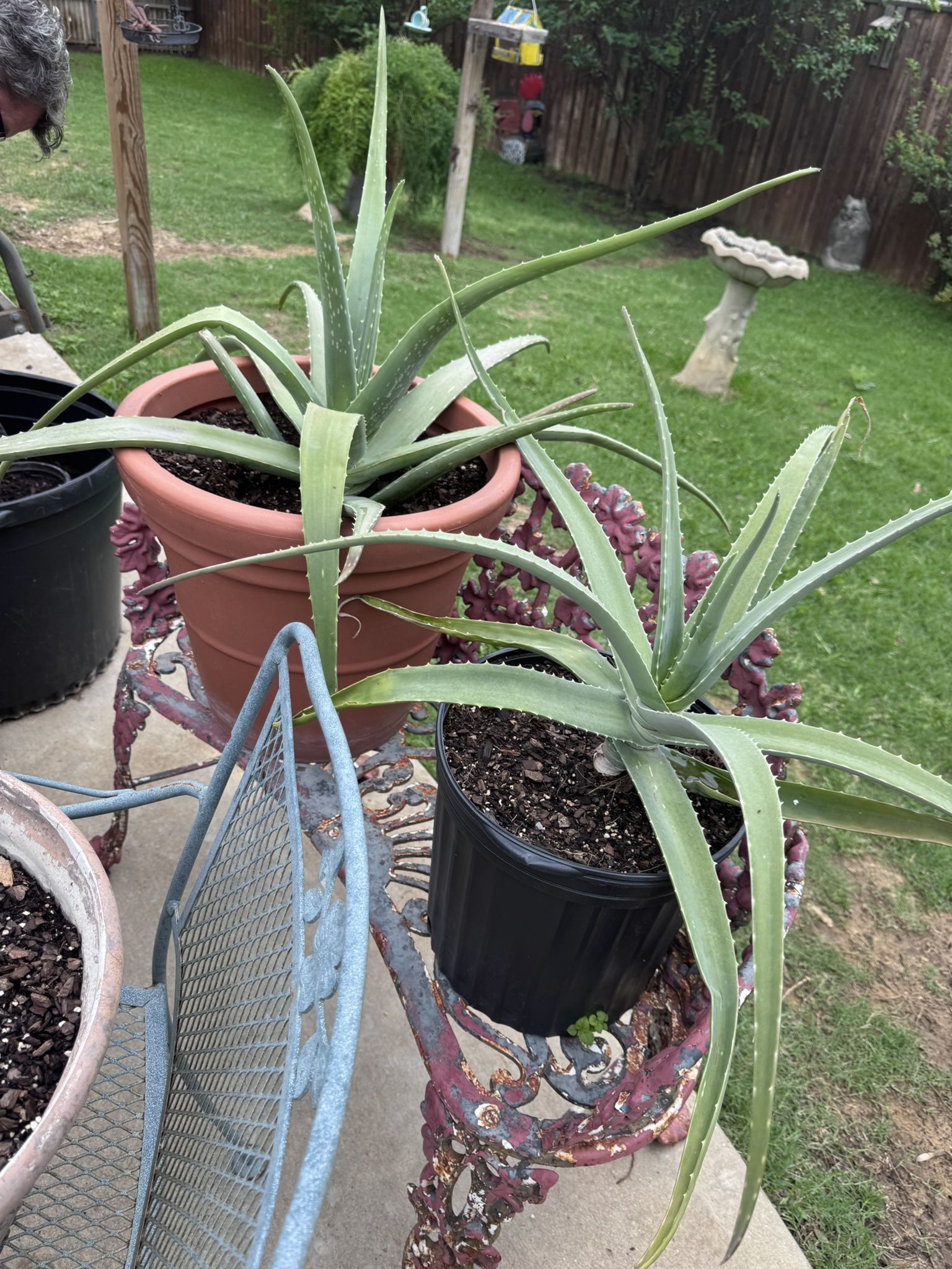 Aloe Plants 