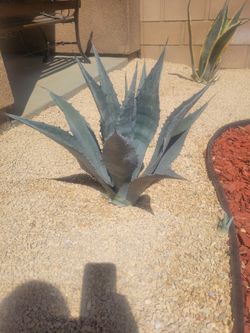 Small Agaves