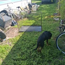Dog Kennel 