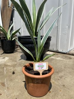 Agave Angustifolia Plant