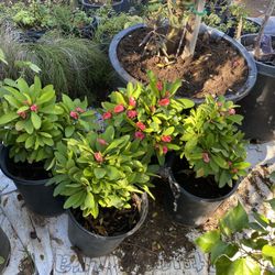 Coronas De Cristo Color Rositas  Cada Una 