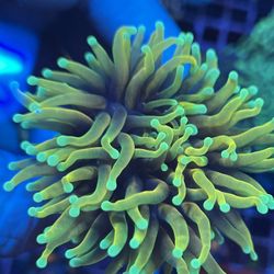 Helfire Torch Coral Super Bright And Healthy Beautiful Colors
