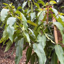 Fruit Trees Mango Avocado Peach Pomegranate 