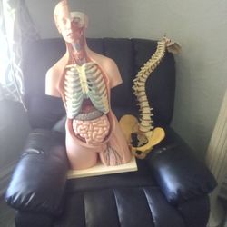 Science Class Experiment Body With Removable Organs 