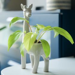 Philodendron Lemon Lime 