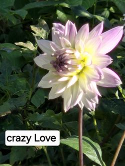 Dahlia Crazy Love Tuber Clump