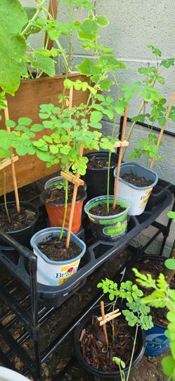Moringa / Malunggay