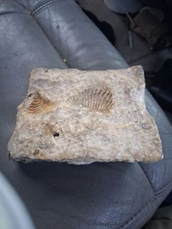Fossil