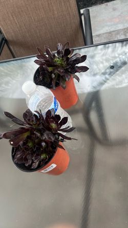 plants healthy Black rose suculent