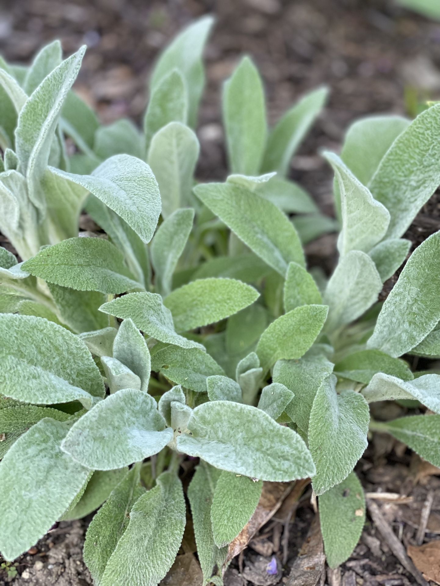 Lamb’s Ear -Deer/Rabbit resistant Perennial ground cover, fast growing but not invasive,NO MORE WEED