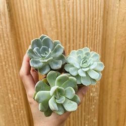 3 Type Echeveria Blue Succulents 2”