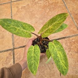 Philodendron 'Painted Lady'