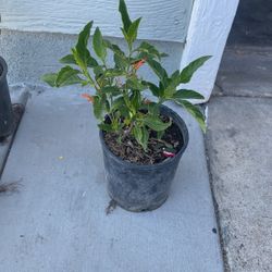 Muicle Or Mexican Honey Suckle Herb 1 Gallon 