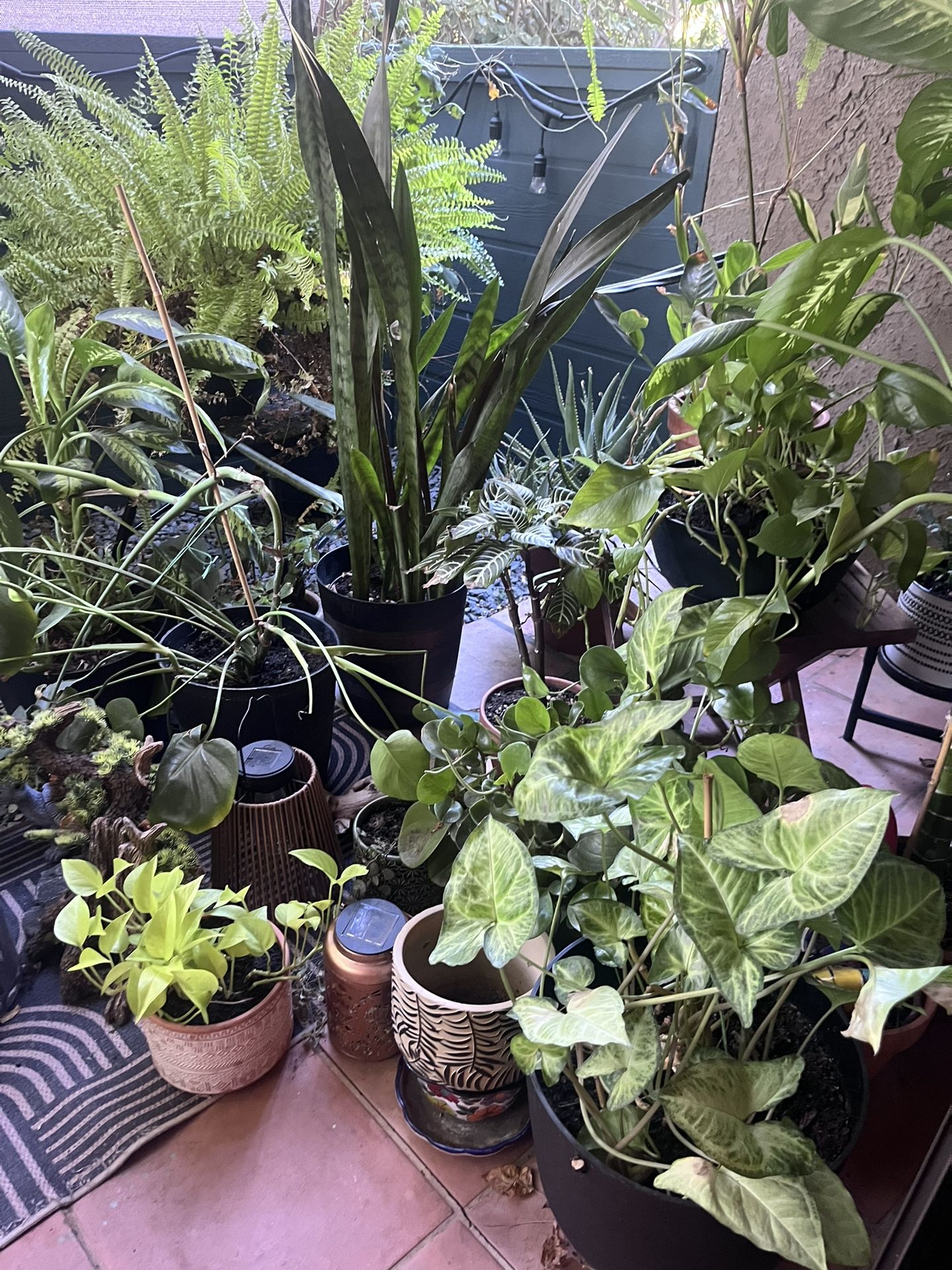 Plants-Moving Sale